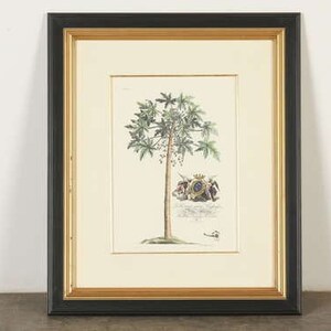 Botanical Art Hand Colored Print Engraving artist Georg Dionysius Ehret reproduction