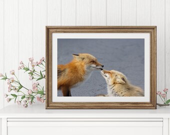 Animal Photography, Red Fox photo, Two Fox Kissing, Nature Photography, Orange and Brown, Cute Animal Picture, Fox Wall Art, Wildlife Decor