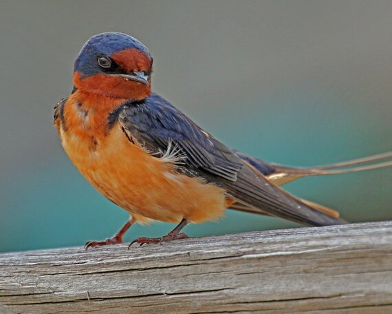Bird Photography Barn Swallow Photo Blue Nursery Art Blue Etsy