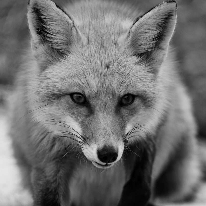 Black and White Fox Photography Animal Photography Red Fox | Etsy
