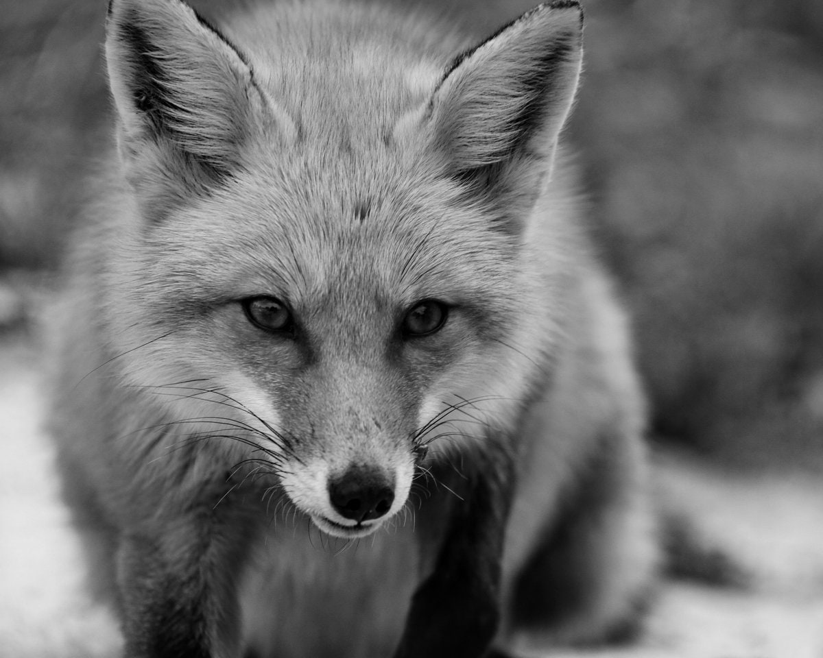 Fotografia Fox En Blanco Y Negro Fotografia De Animales Arte Etsy