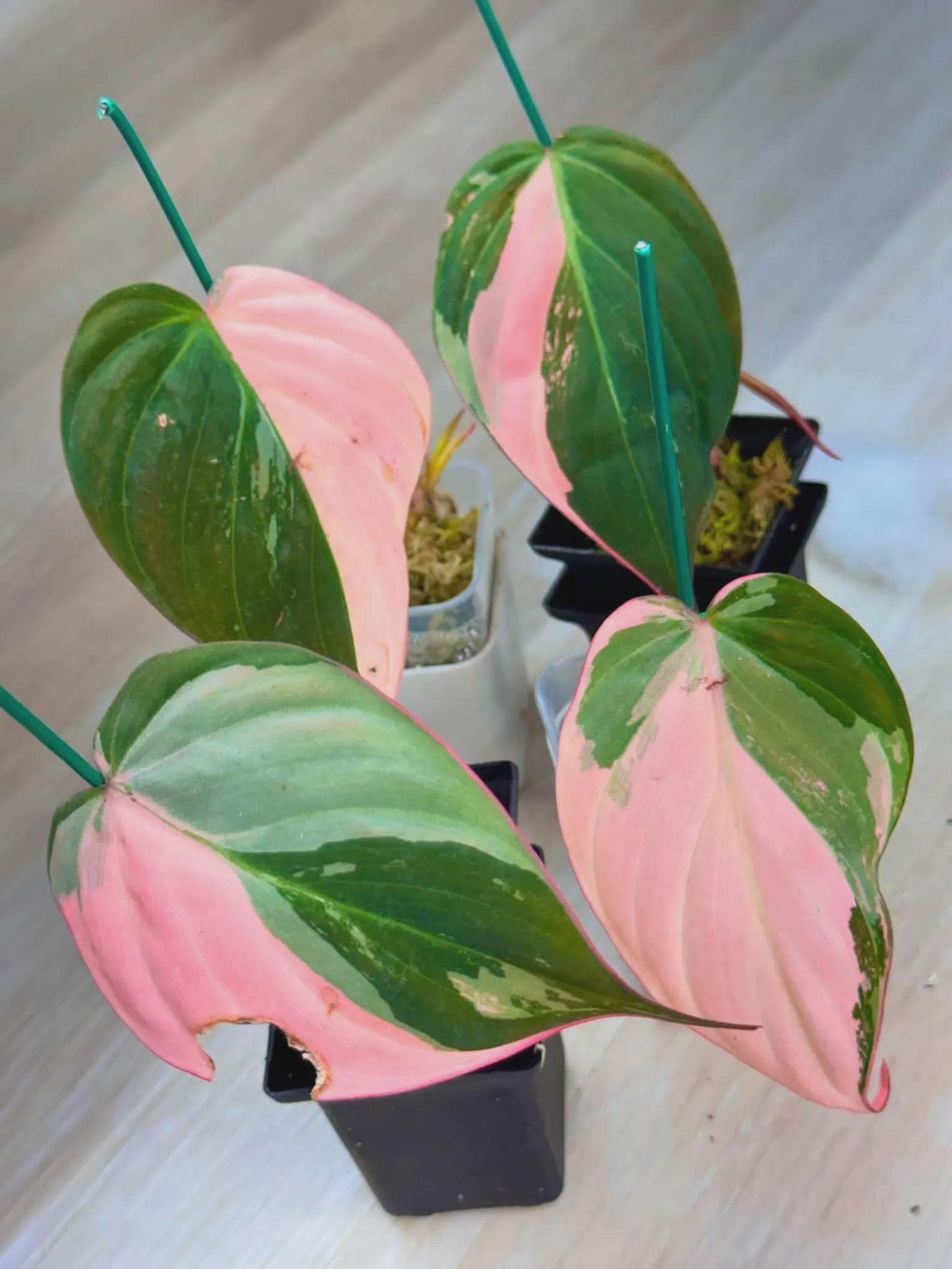 Philodendron micans - Etsy 日本