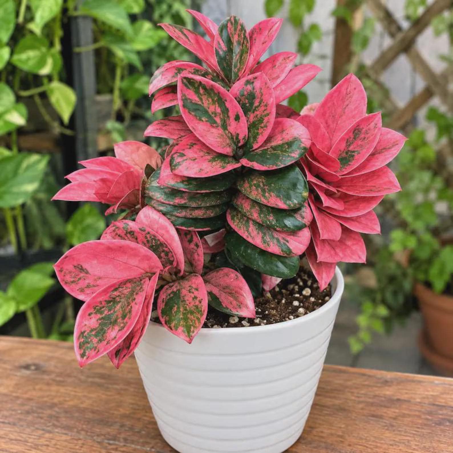 ザミオクルカス Zz Pink Variegated zz plant - Etsy 日本