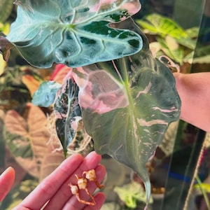 アロカシア　ワトソニアナ　ピンク　斑入り Alocasia watsoniana pink variegated - Etsy 日本