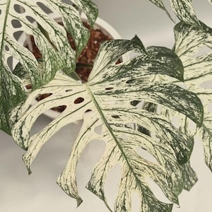 Monstera mint - Etsy 日本