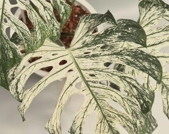 Monstera Deliciosa Variegated Cuttings | Rooted Plant Propagation (7-10 Day Shipping)