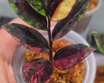 Schwarze Zamioculcas: Dreifarbig panaschierte, rotweinrote, bewurzelte Stängel und Blätter