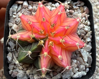 Gymnocalycium Montrose (p) | Imported Cactus | Rare Succulent - Etsy