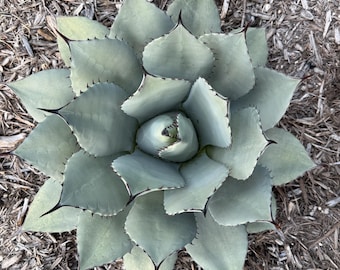 Agave Parryi Truncata 'orizaba' - アガベ パリー トランカタ