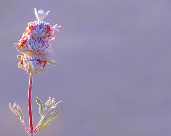 Wild Sage by Catherine Roché, Southern California Nature Photography, Wild Flowers Photography, Spring Nature Photography, Fine Art