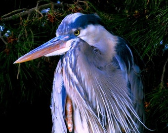 Great Blue Heron by Catherine Roché, Coastal California Sea Bird Photography, Wildlife Photography, Oxnard Nature Photography, Fine Art