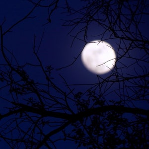 May include: A full moon shines brightly in a dark blue night sky, partially obscured by the silhouette of bare branches of a tree.