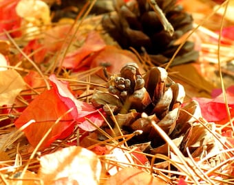 Autumn Forest Floor by Catherine Roché, Nature Photography, Autumn Photography, Autumn Foliage, Autumn Leaves, Pine Cones, Fine Art