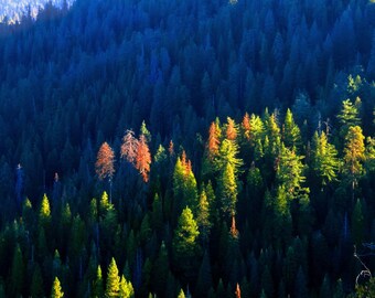 First Light in Wawona by Catherine Roché, Yosemite Sunrise Photography, Wilderness Photography, Pine Tree Forest Photography, Fine Art