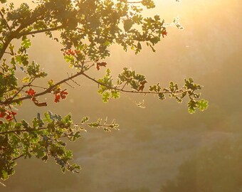 Oak Leaves by Catherine Roché, Malibu Landscape Photography, Autumn Nature Photography, Autumn Leaves Photography, Autumn Foliage, Fine Art