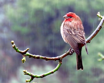 House Finch by Catherine Roché, California Wildlife Photography, Bird Photography, House Finch Photography, Rain Photography, Fine Art