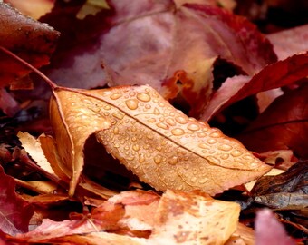 After the Storm by Catherine Roché, Nature Photography, Autumn Foliage Photography, Rain Photography, Sycamore Leaves, Raindrops, Fine Art