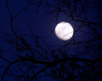 Entangled Moon by Catherine Roché, Astronomy, Tree Photography, Moon Photography, Landscape Photography, Night Sky Photography, Fine Art