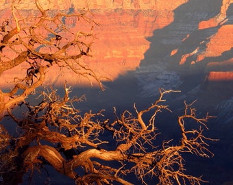 Night Ascending by Catherine Roché, Grand Canyon Photography, Arizona Desert Landscape Photography, Dead Tree Photography, Fine Art