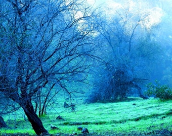 A Still Winter Morning by Catherine Roché, California Landscape Photography, Forest Photography, Sunrise Photography, Morning Dew, Fine Art