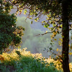 Last Light by Catherine Roché, California Landscape Photography, Spring Greenery Photography, Evening Nature Photography, Fine Art