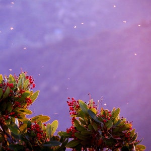 Insects & Toyon Berries by Catherine Roché, California Nature Photography, Hazy Landscape Photography, Insects Photography, Fine Art