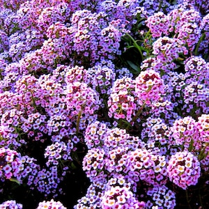Purple Alyssum by Catherine Roché, Purple Flowers Photography, Spring Photography, Nature Photography, Fine Art