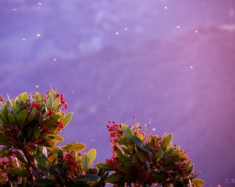 Insects & Toyon Berries by Catherine Roché, California Nature Photography, Hazy Landscape Photography, Insects Photography, Fine Art