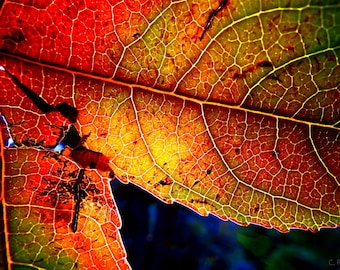 Colors of October, Autumn 2011— Fine Art Photography Print