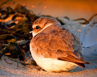 Snowy Plover by Catherine Roché, California Sea Bird Photography, Malibu Wildlife Photography, Malibu Lagoon Beach Photography, Fine Art
