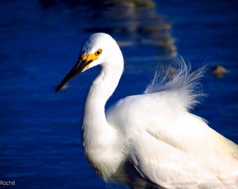 Snowy Egret by Catherine Roché, California Sea Bird Photography, Malibu Wildlife Photography, Malibu Lagoon Beach Photography, Fine Art