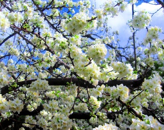 White Plum Blossoms by Catherine Roché, Flowering Tree Photography, White Flower Photography, Nature Photography, Rain Photography, Fine Art