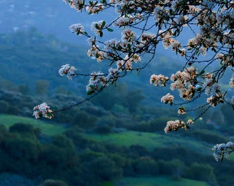 Twilight in the Canyon by Catherine Roché, California Landscape Photography, Meadow Photography, Flowering Tree, Blue Twilight, Fine Art