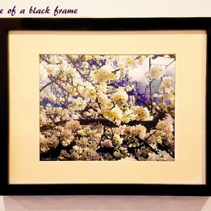 May include: A black frame with a white mat surrounding a photograph of a white flowering tree. The tree is in bloom and the flowers are in focus. The background is a blurred blue and purple.