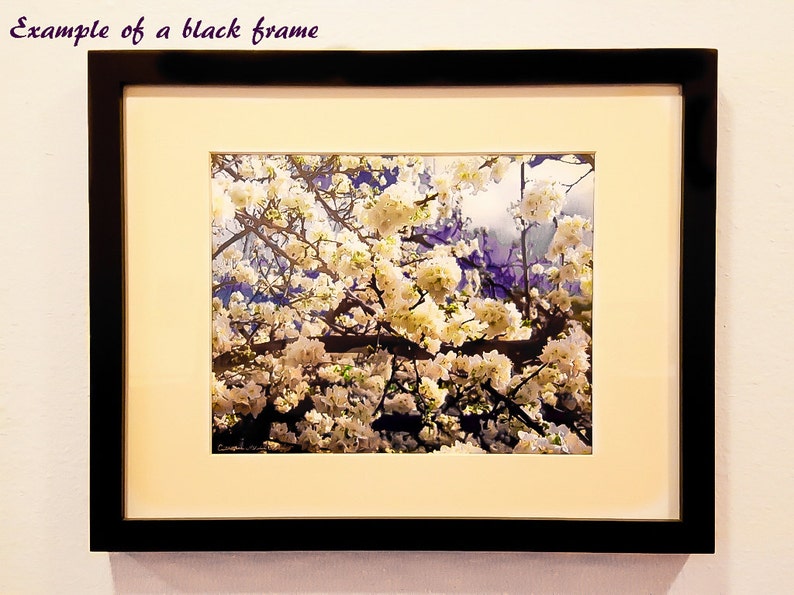 May include: A black frame with a white mat surrounding a photograph of a white flowering tree. The tree is in bloom and the flowers are in focus. The background is a blurred blue and purple.