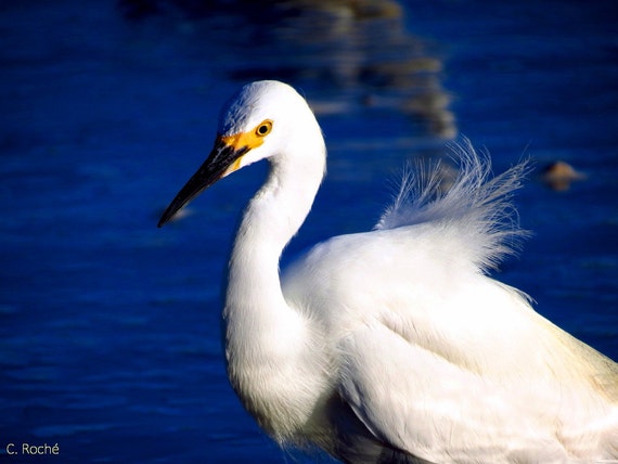 Snowy Egret by Catherine Roché, California Sea Bird Photography, Malibu Wildlife Photography, Malibu Lagoon Beach Photography, Fine Art