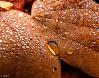 October Raindrops by Catherine Roché, Autumn Nature Photography, Autumn Leaf Photography, Raindrops Photography, Rain Photography, Fine Art