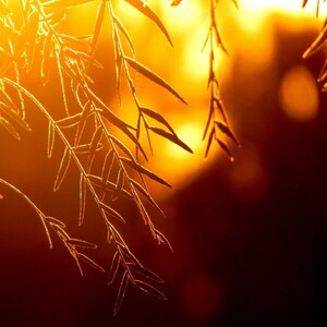 A Golden Evening— Fine Art Nature Photography