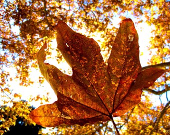 Sycamore Leaf by Catherine Roché, California Malibu Nature Photography, Autumn Leaves Photography, Autumn Foliage, Golden Leaves, Fine Art