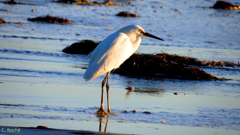 May include: A snowy egret stands in shallow water, its white plumage contrasting with the blue water and the dark seaweed. The bird has a long black beak and slender black legs. The image is taken at a low angle, with the bird's reflection visible.