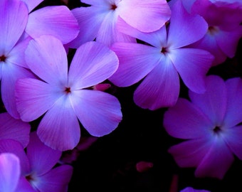 Prickly Phlox by Catherine Roché, California Nature Photography, Wildflowers Photography, Purple Flowers Photography, Minimalist Fine Art