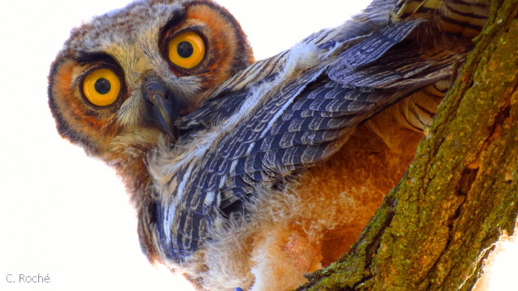 Great Horned Owl by Catherine Roch&eacute;, California Wildlife Photography, Owl Photography, Bird P