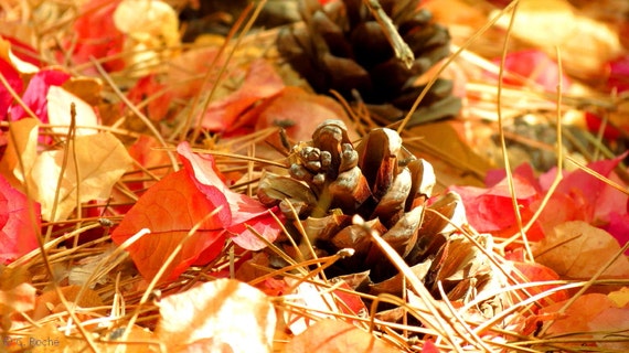 Autumn Forest Floor By Catherine Roche Nature Photography Etsy