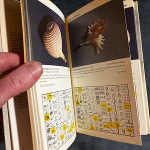 Shells: a collector's color guide by J. & R. Senders 1984 First Edition First Printing Very Good/Good Hardcover image 2