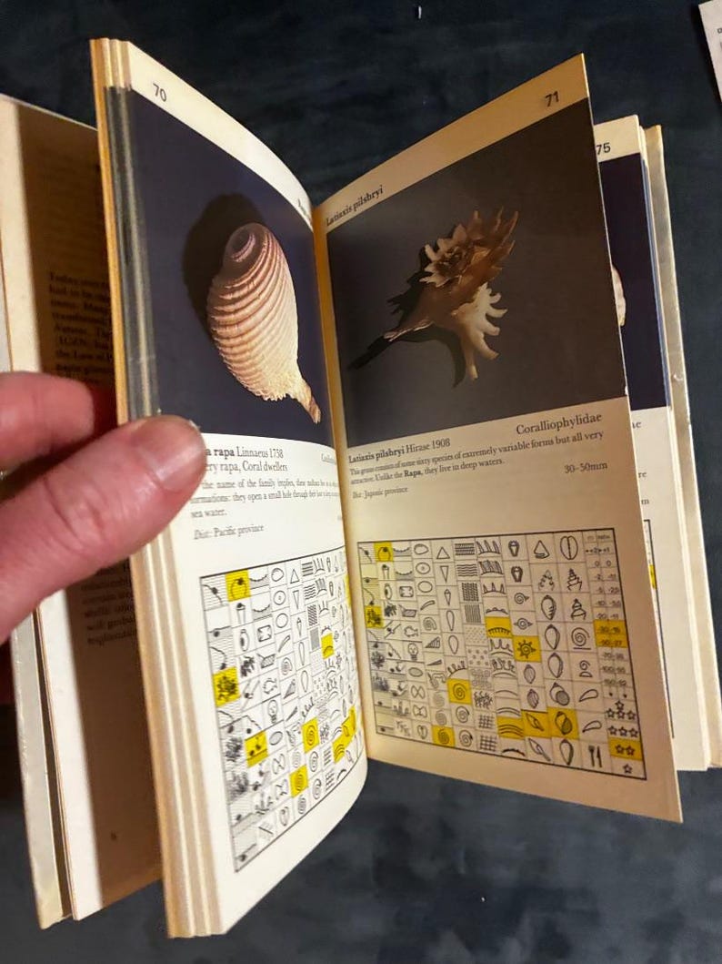 Shells: a collector's color guide by J. & R. Senders 1984 First Edition First Printing Very Good/Good Hardcover image 2