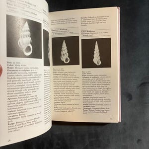 Guida da campo alle conchiglie della costa del Texas di Jean Andrews 1992 Prima edizione Prima stampa Quasi perfetto Copertina rigida immagine 7