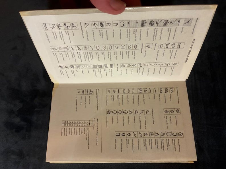 Shells: a collector's color guide by J. & R. Senders 1984 First Edition First Printing Very Good/Good Hardcover image 9