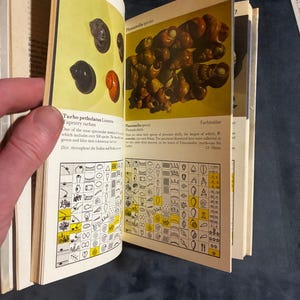 Shells: a collector's color guide by J. & R. Senders 1984 First Edition First Printing Very Good/Good Hardcover image 3