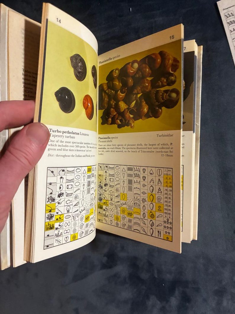 Shells: a collector's color guide by J. & R. Senders 1984 First Edition First Printing Very Good/Good Hardcover image 3