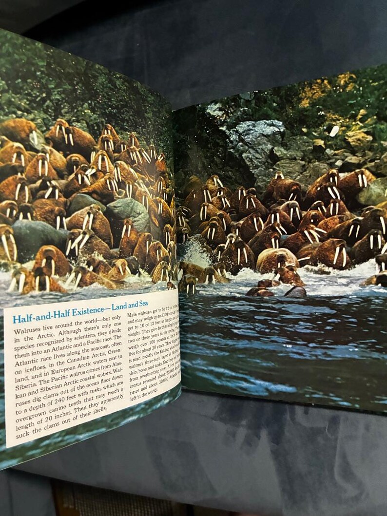 The Ocean World of Jacques Cousteau, Volume 1: Oasis in Space by Jacques Cousteau The Danbury Press Edition Very Good image 5